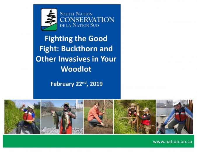 Fighting the Good Fight: Buckthorn and Other Invasives in Your Woodlot