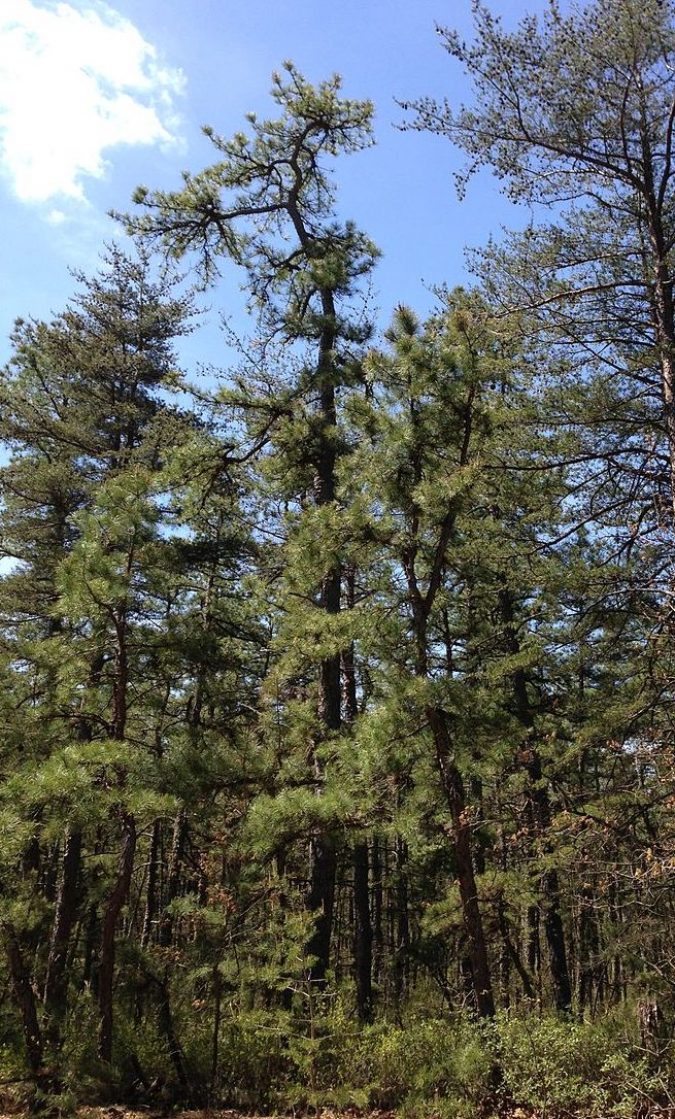 Distribution and Abundance of Pitch Pine