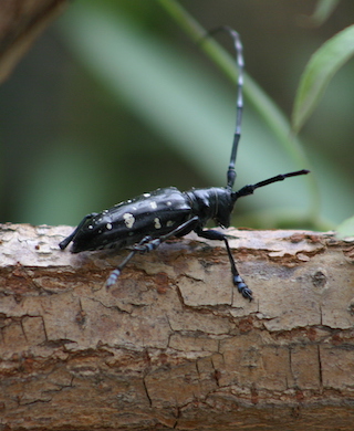 asian long horned beetle