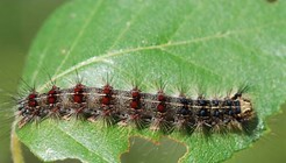 gypsy moth.jpg