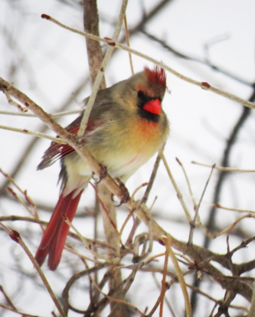 An Assessment of the Songbird Habitat Quality Provided by Red Pine Plantations in Eastern Ontario