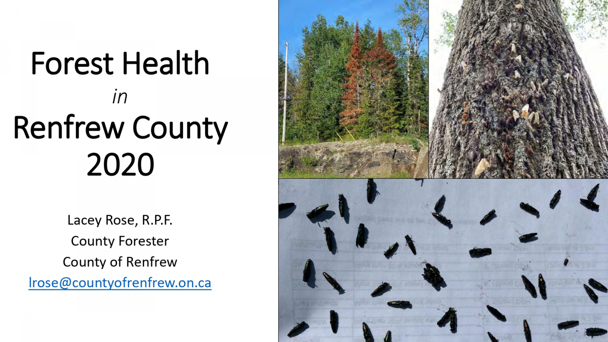 Forest Health in Renfrew County - 2021 Pest Review Presentation