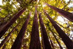 Bluesource and Haliburton Forest & Wildlife Reserve partner on ground-breaking forest carbon project in Ontario