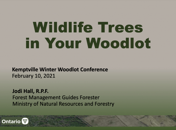 Wildlife Trees in your Woodlot