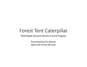 Forest Tent Caterpillar