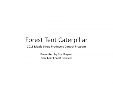 Forest Tent Caterpillar