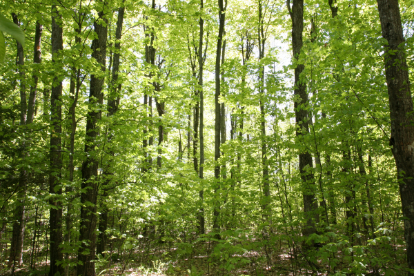 Bruce County leads the way as first community forest to sign up for development of forest carbon offset project