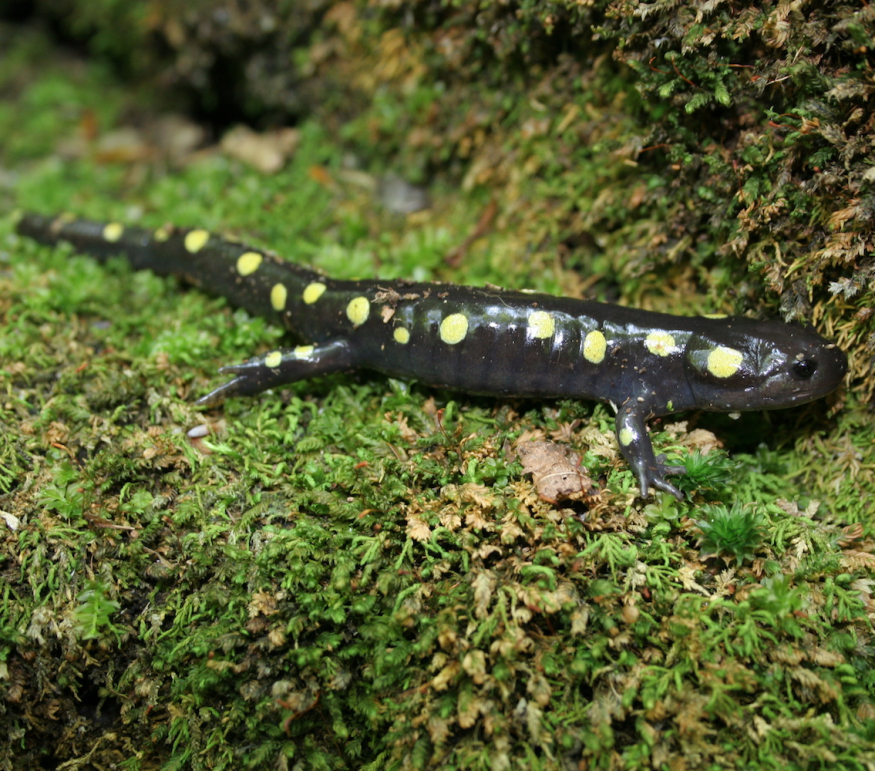 Biodiversity Indicators for Woodland Owners