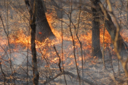 EOMF - Certified Forest owners creating and enhancing wildlife habitat across Ontario