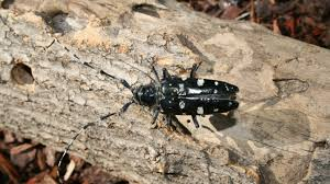 Asian Longhorned Beetle - English Fact sheet