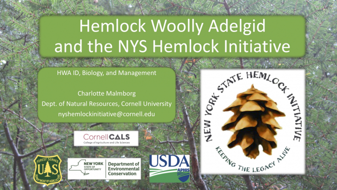 Hemlock Woolly Adelgid and the NYS Hemlock Initiative