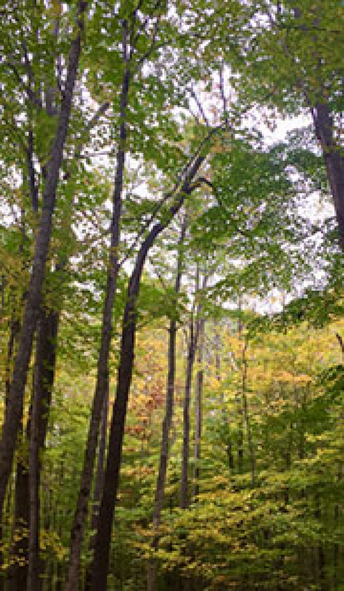 Forest Structure in Eastern North America