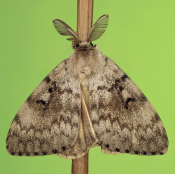 European Gypsy Moth (French)