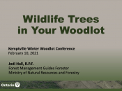 Wildlife Trees in your woodlot