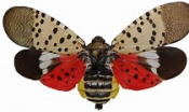 Spotted Lantern Fly - French