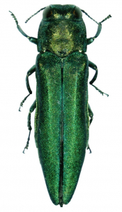 Rights vs Responsibility and the Emerald Ash Borer