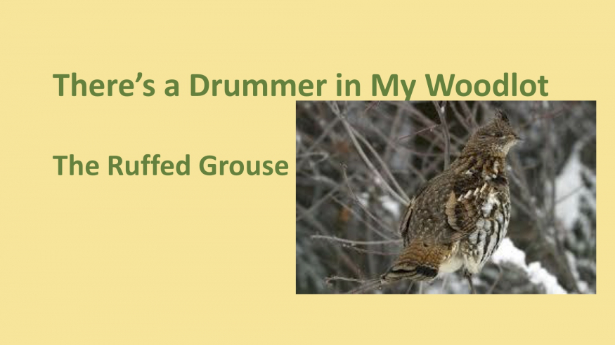 Ruffed Grouse