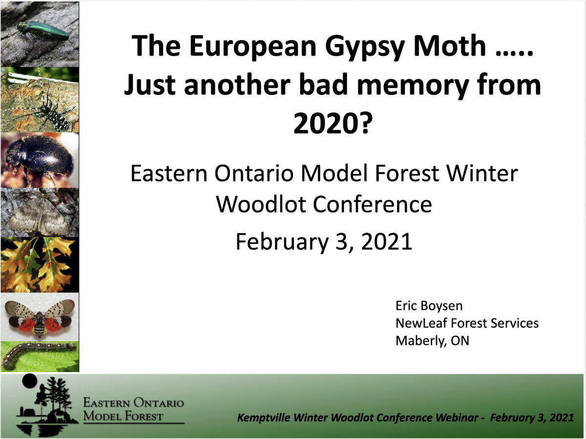 The European Gypsy Moth...Just Another bad memory from 2020?