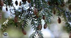 The Hemlock Woolly Adelgid