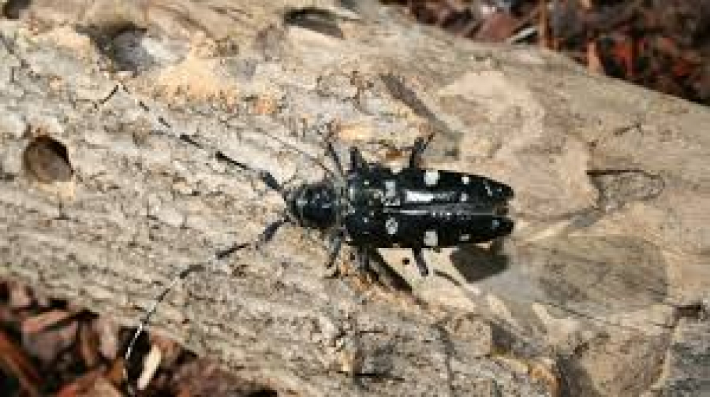 Asian Longhorned Beetle - French Fact sheet