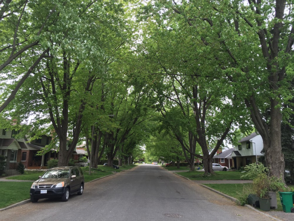 Urban Forests: Progress and Challenges