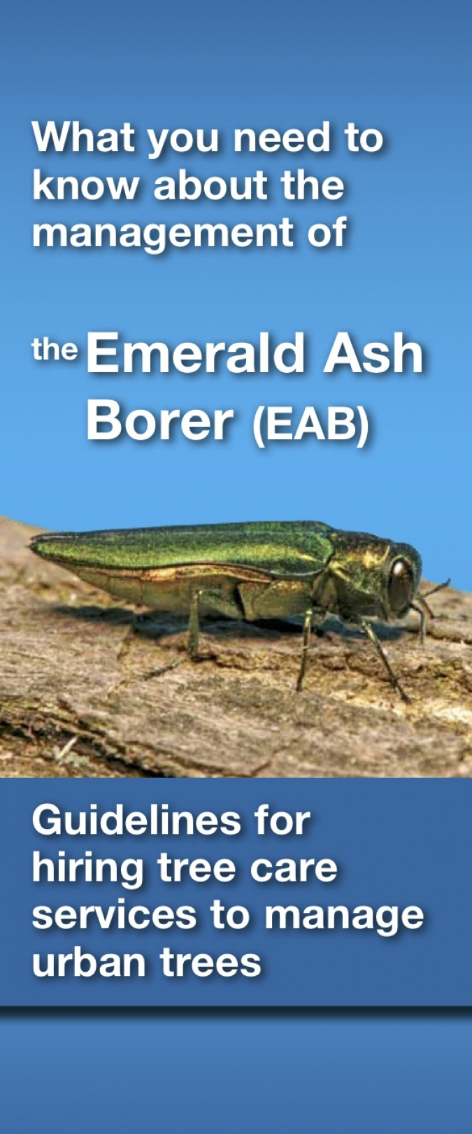 What you need to know about the management of the Emerald Ash Borer