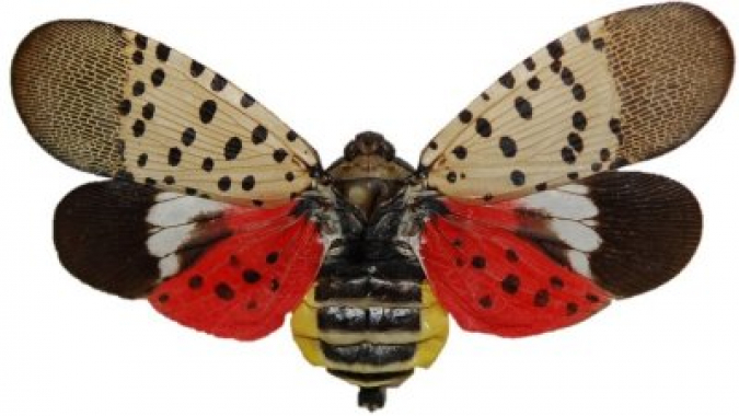 Introduction to Lycorma deliculata: Spotted Lanternfly