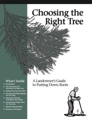 Choosing the Right Tree