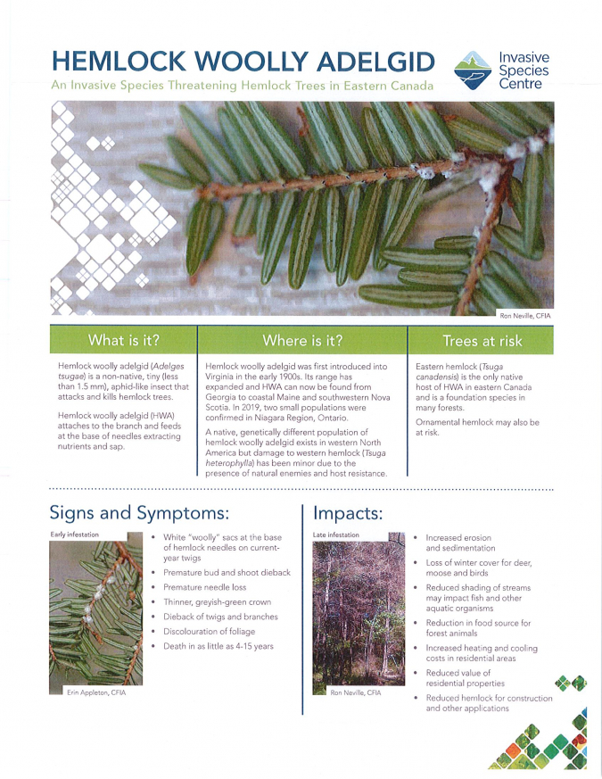 Hemlock Woolly Adelgid - English