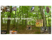 Wildlife in Your Woodlot