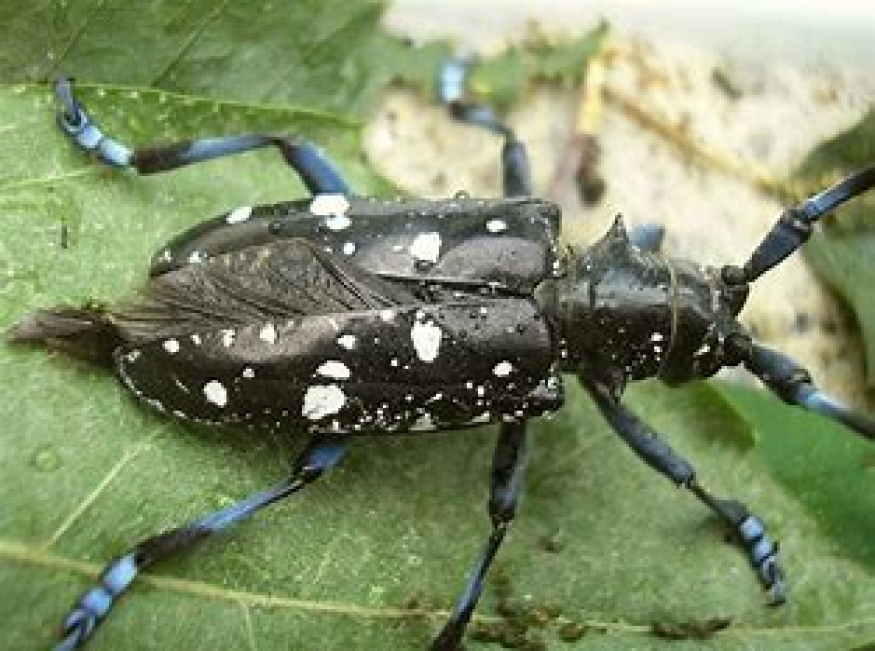 Asian Longhorned Beetle - English